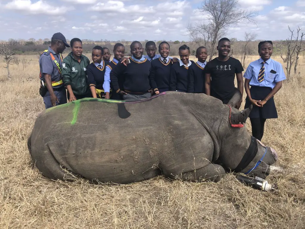 Safe anti poaching dehorning in the Manyeleti with Dayimani High School learners