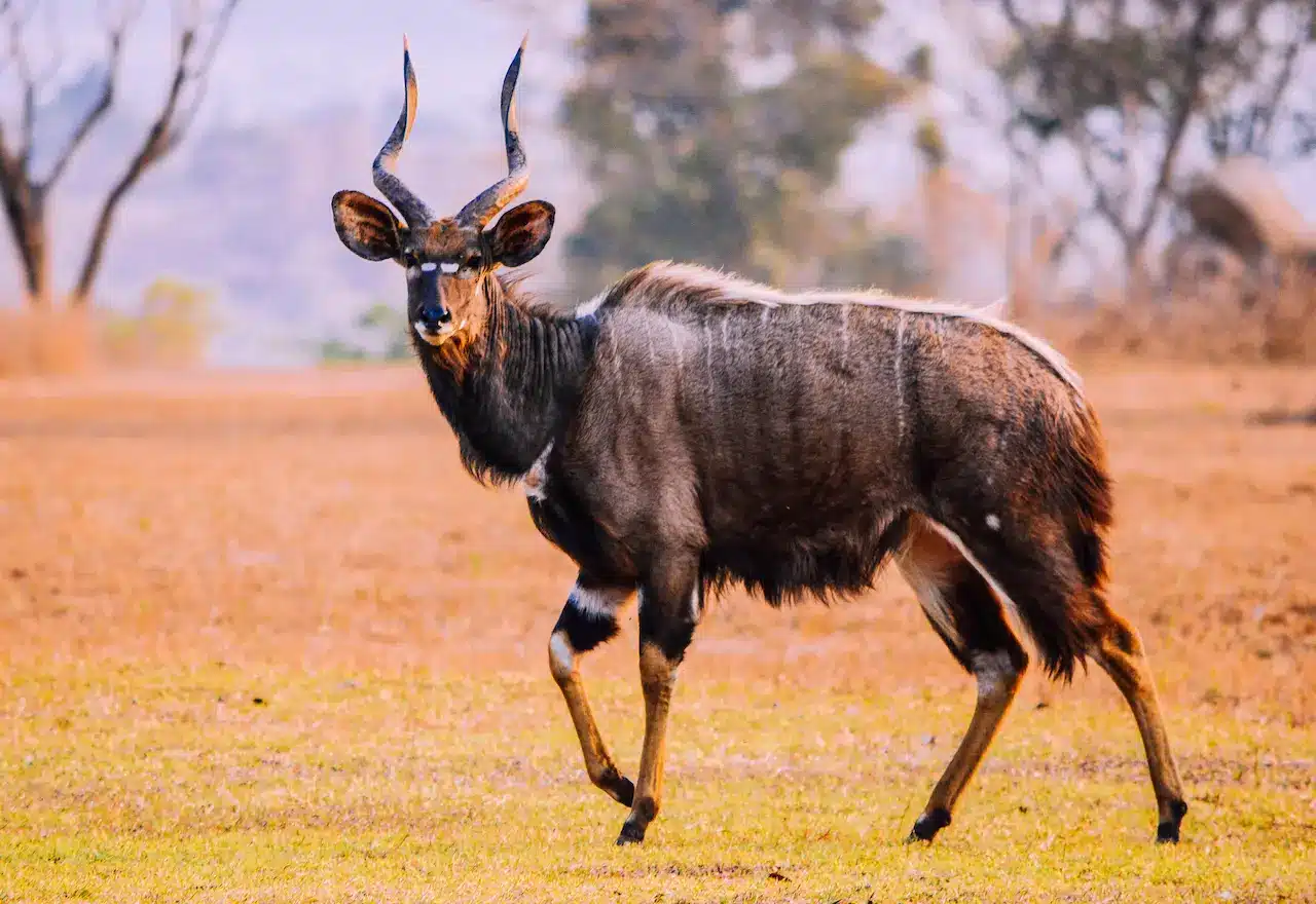 Male Lowland Nyala in Malawi, Africa