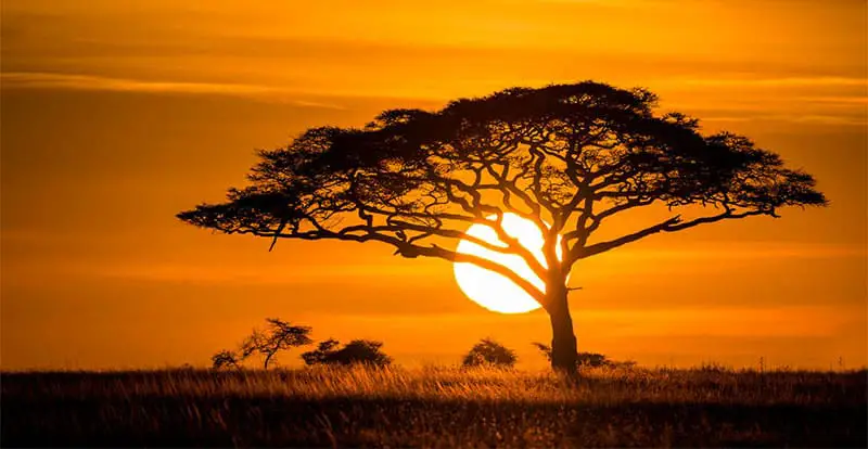 African Acacia against sunset