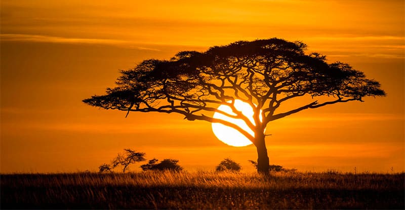 African-Acacia-against-sunset.jpg