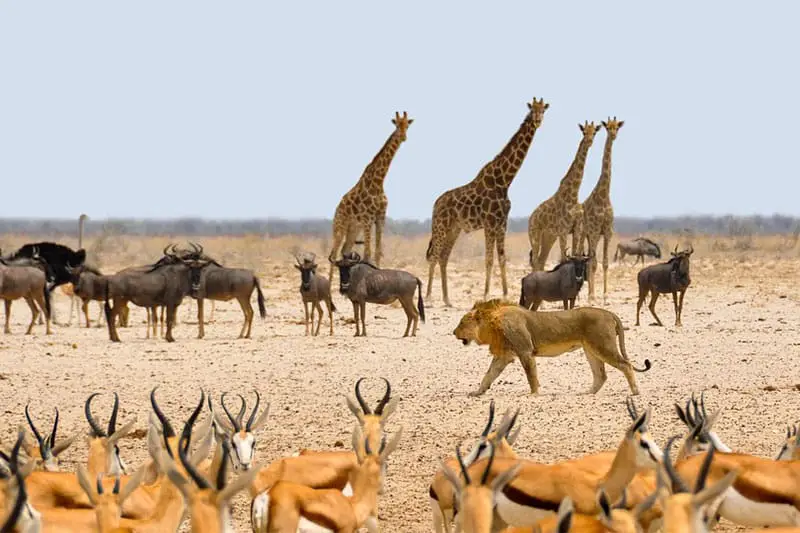 Namibia Guided Photo Safaris Wildlife