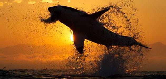 A White Shark breaching