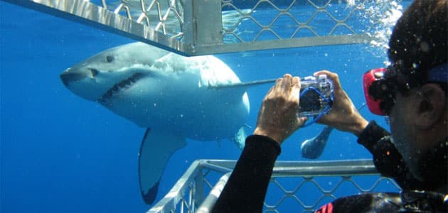 A White Shark head twisting in front of caged divers