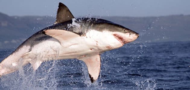 A white shark spyhopping