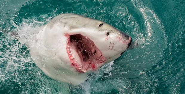 White shark gaping off Gansbaai, South Africa