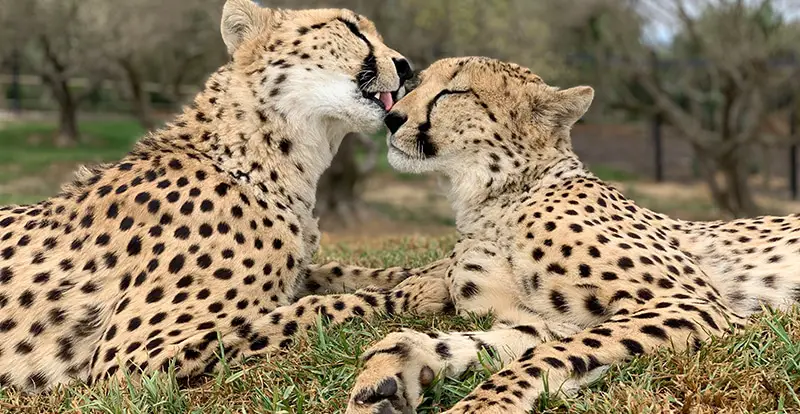Ashia Top 6 Cheetah Conservation Tours in Cape Town