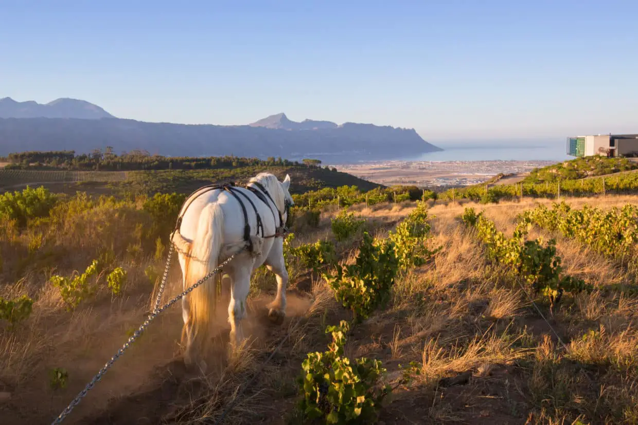 Waterkloof Estate with horse and view Jumbo2