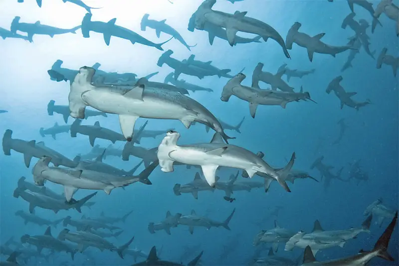 Hammerhead Sharks