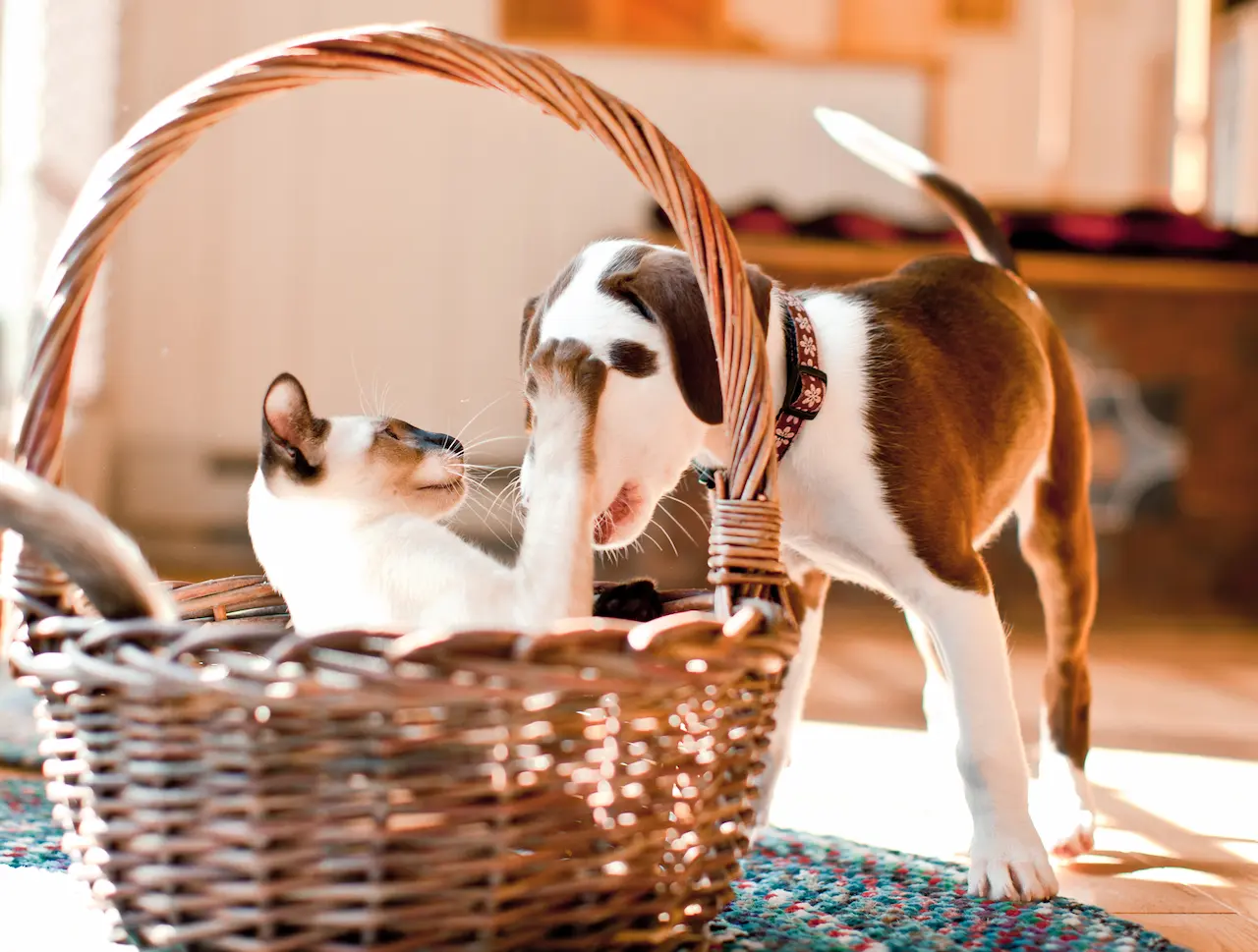 Tips on Caring for Cats and Dogs