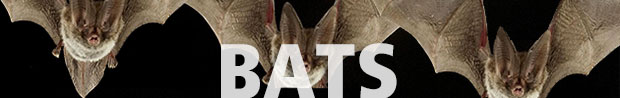 Bats wording with image