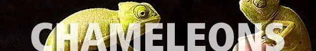 Chameleons wording with image