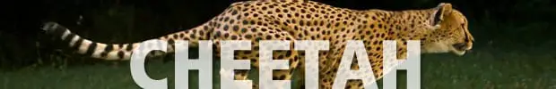 Cheetah wording with image