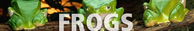 Frogs wording with image