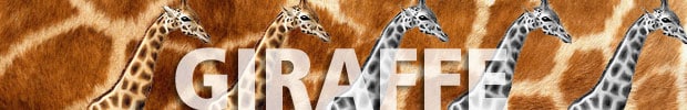 Giraffe wording with image