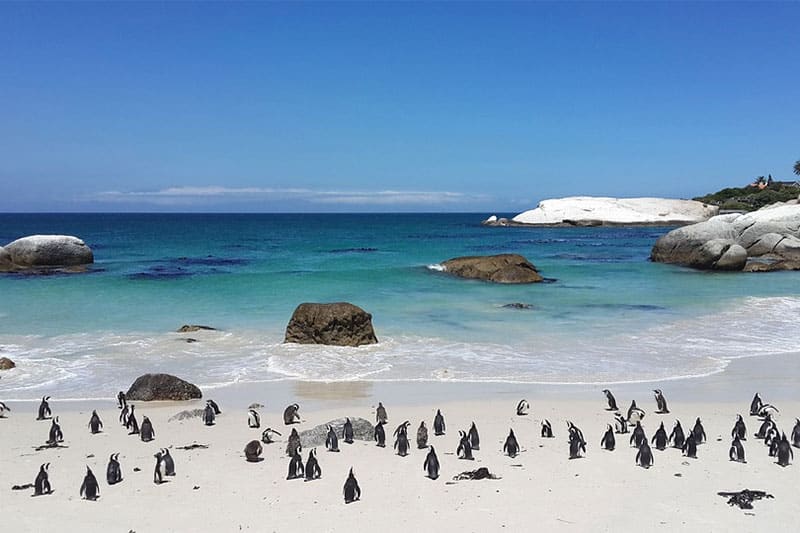 Penguins Boulders Beach Cape Town
