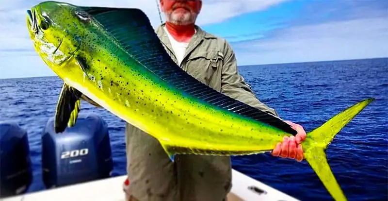 Dorado Fish