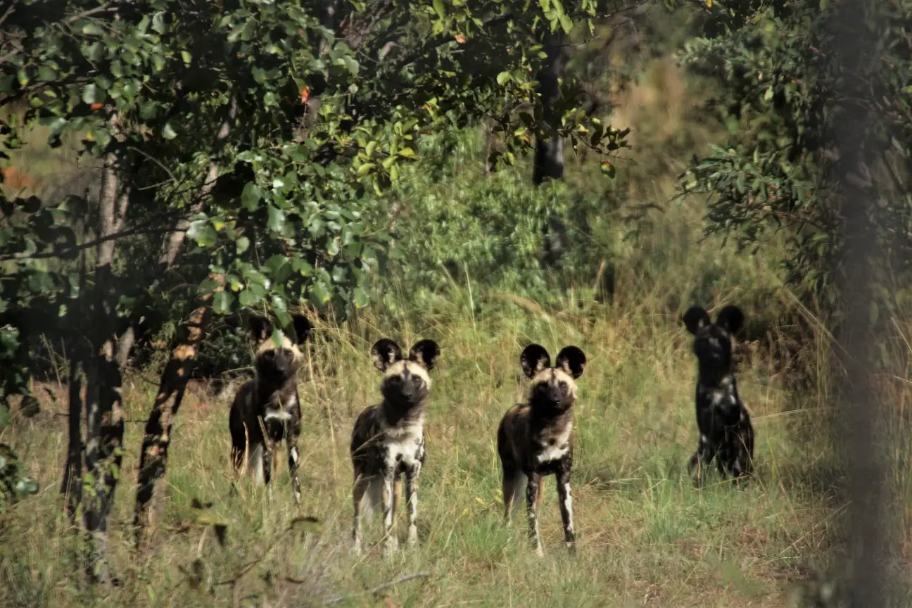 Tintswalo Lapalala Wild Dogs photograph Corne Engelbrecht 1