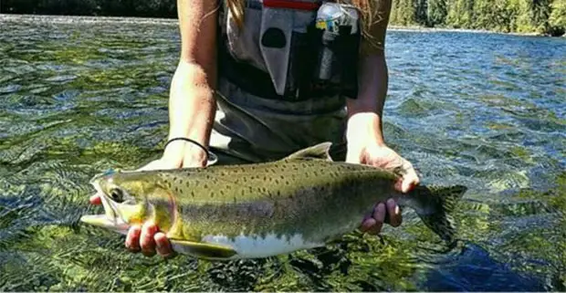 Trout Fish