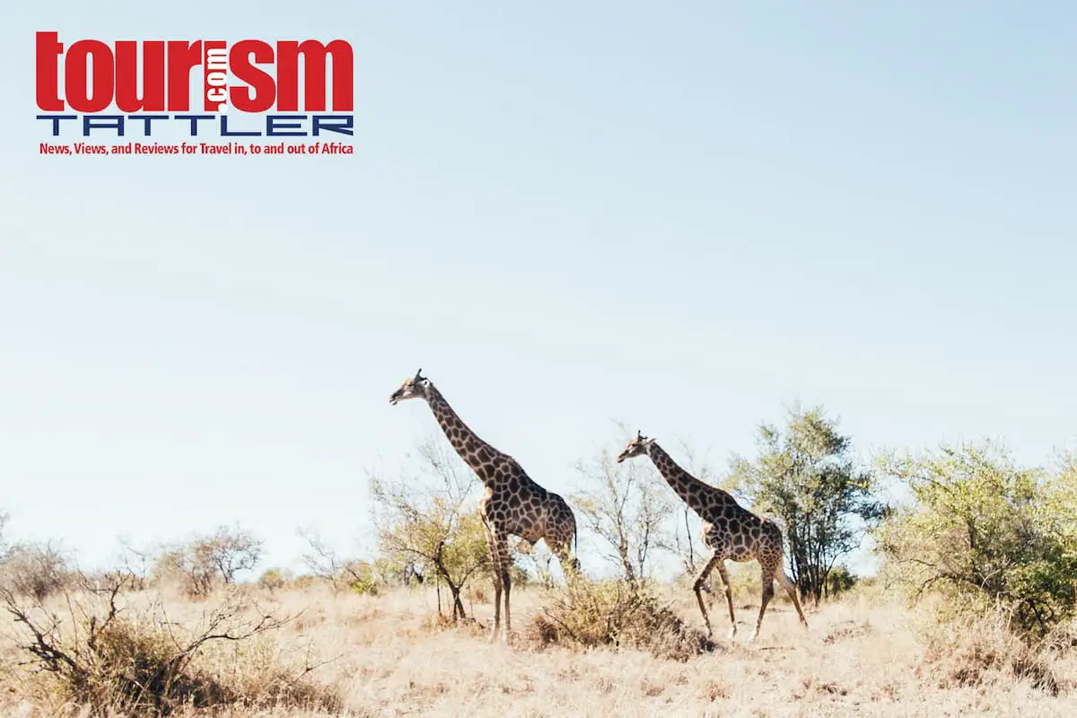 Giraffe In The Kruger National Forest