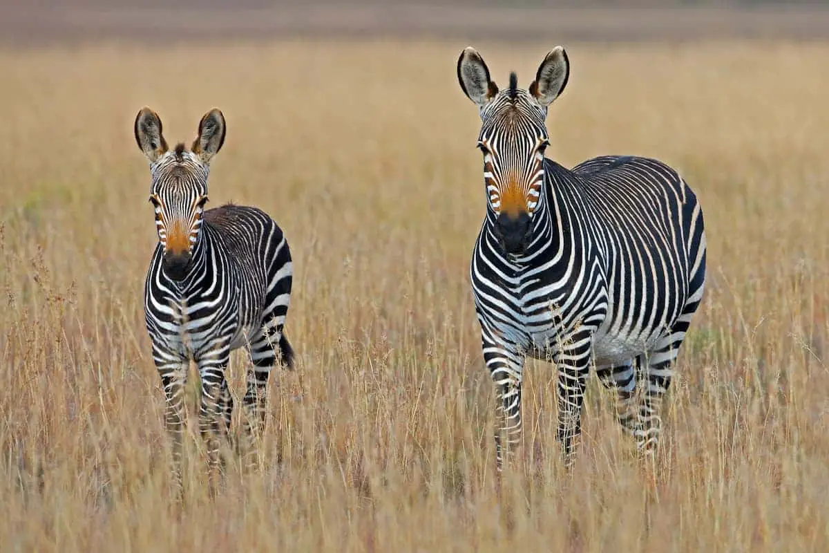 Two Zebras In Africa