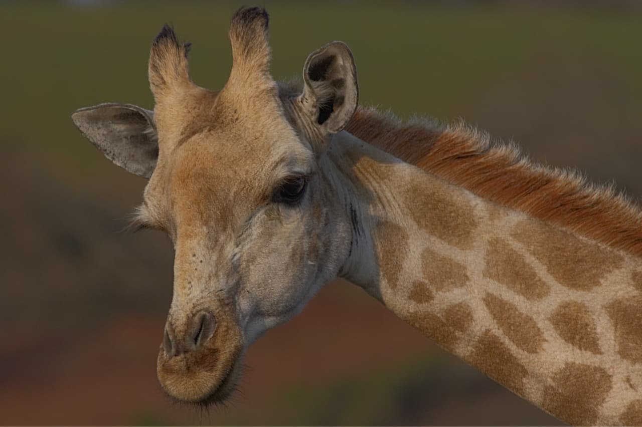 10 Most Endangered Animals in Africa | Tourism Tattler