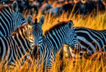 Zebra In The Masai Mara National Reserve in Kenya