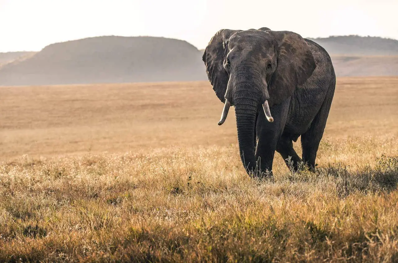 elephant in the Lewa conservancy in Kenya