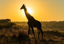 9 Questions About Giraffes