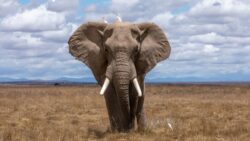 African Elephant in the lands of Africa