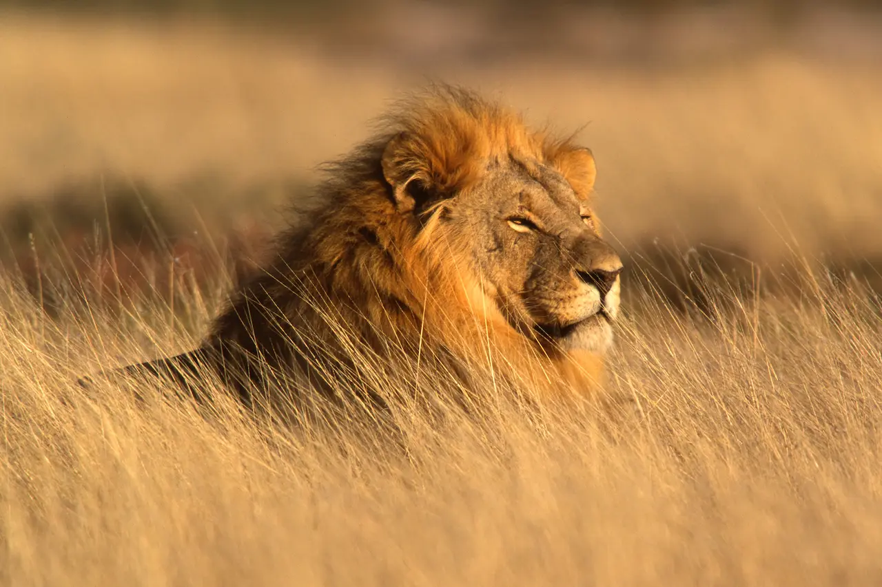 Big Male African Lion (Panthera leo) Lying in the Grass
