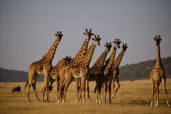 Group of Giraffes in the land of Africa