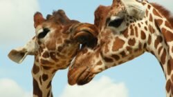 How do giraffes behave socially