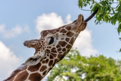 Giraffe eating the leaves of the tree