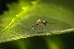 Mosquito, one of the tiniest African animals is also one of the deadliest