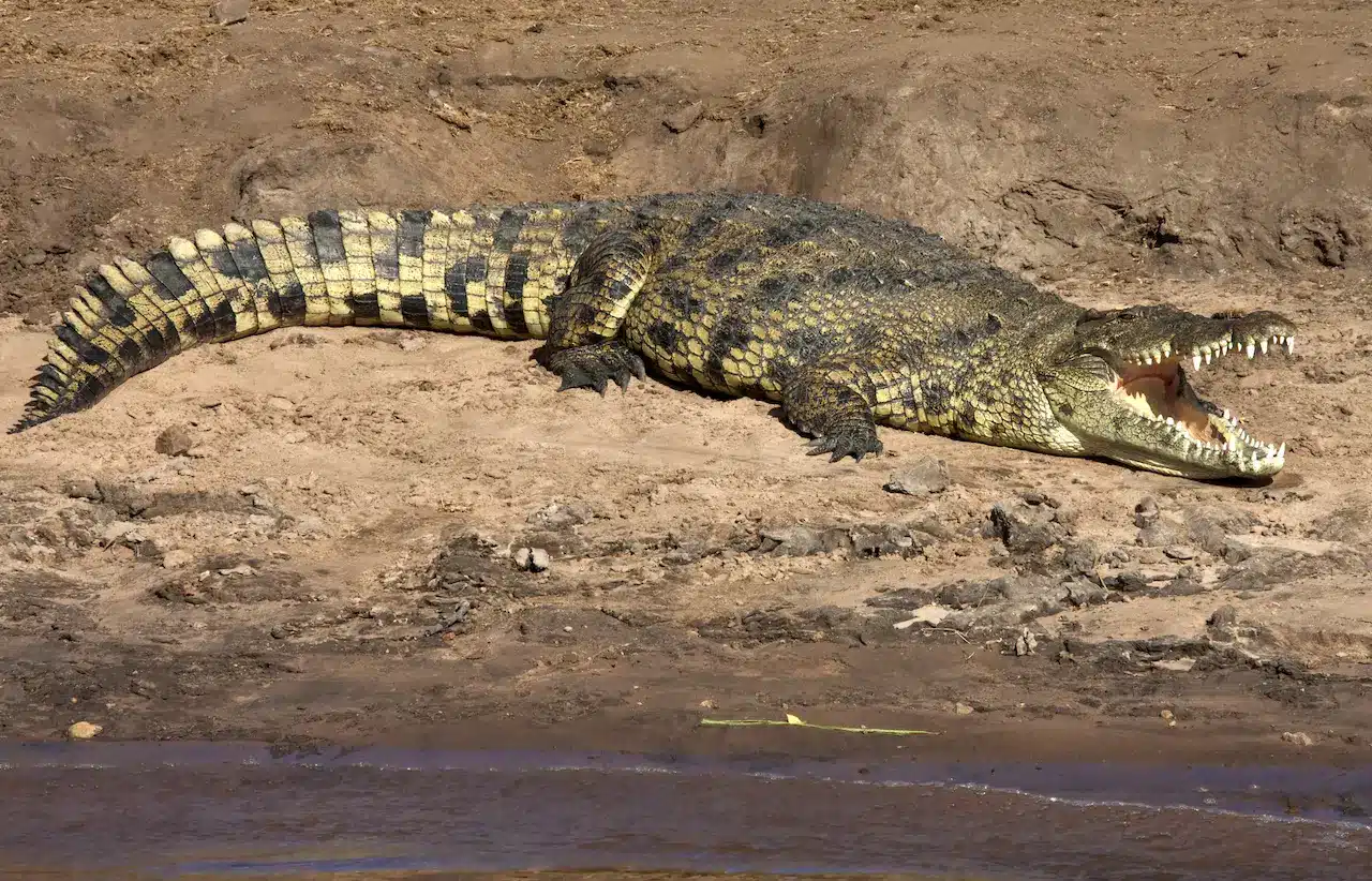 Nile Crocodile Botswana