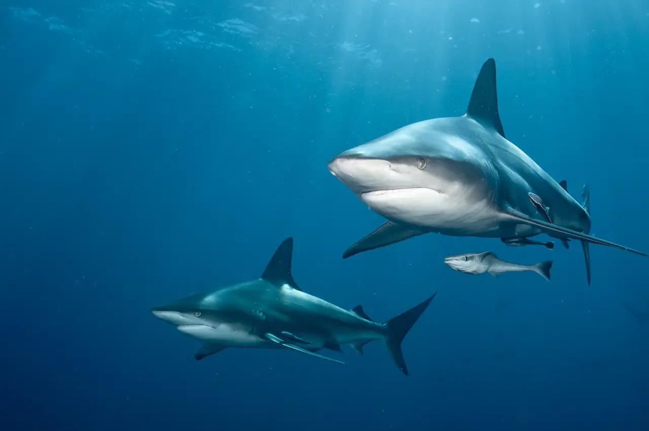 The Front View of Two Blacktip Sharks