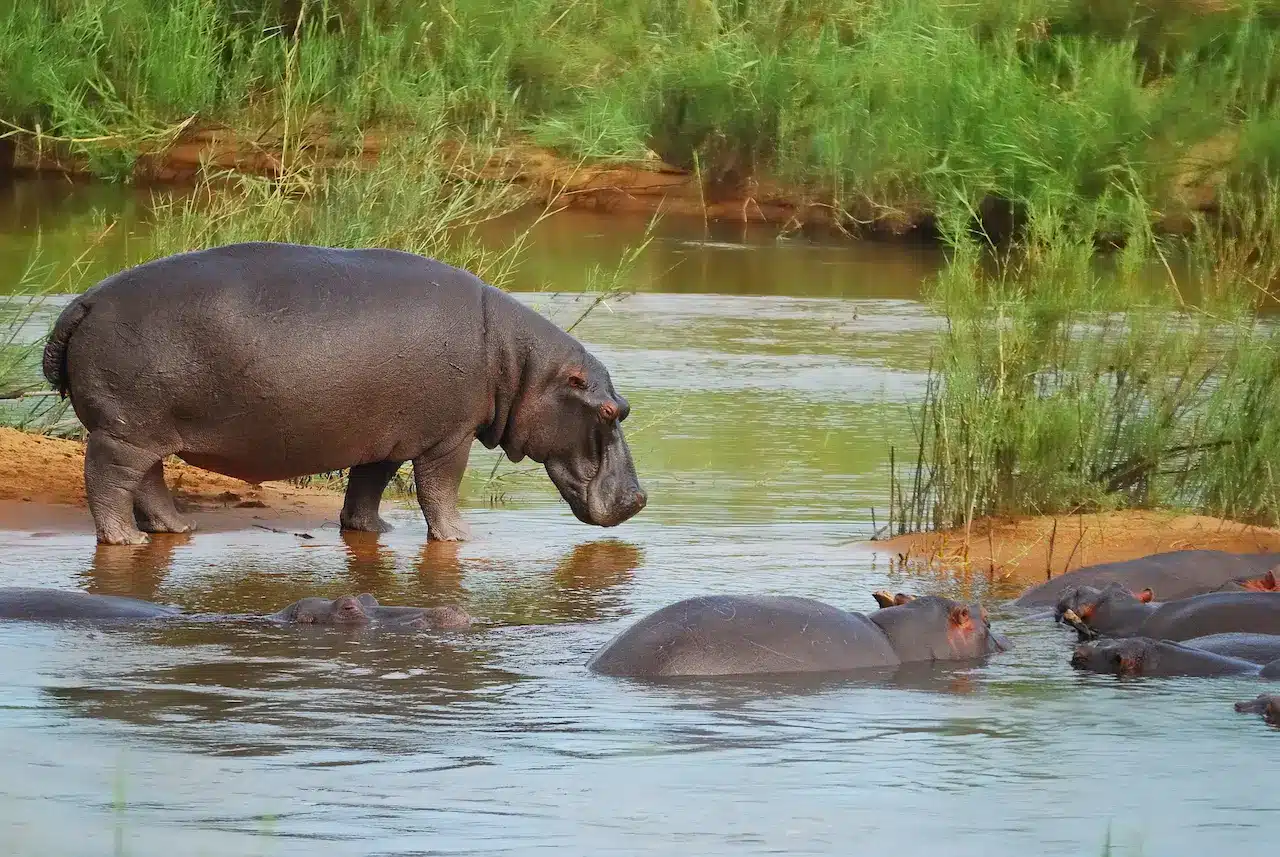 The Hippopotamus (Hippopotamus Amphibius) or Hippo