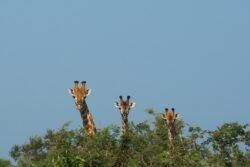 Giraffes watching the surroundings