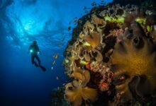 Immersive Aquatic Adventures Exploring Israel's Red Sea Dead Sea and Ancient Caesarea Through Diving and Swimming