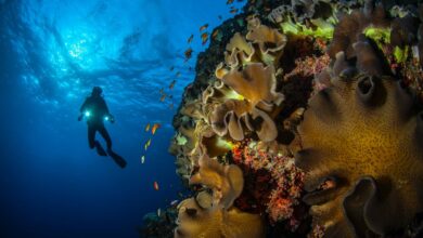 Immersive Aquatic Adventures Exploring Israel's Red Sea Dead Sea and Ancient Caesarea Through Diving and Swimming