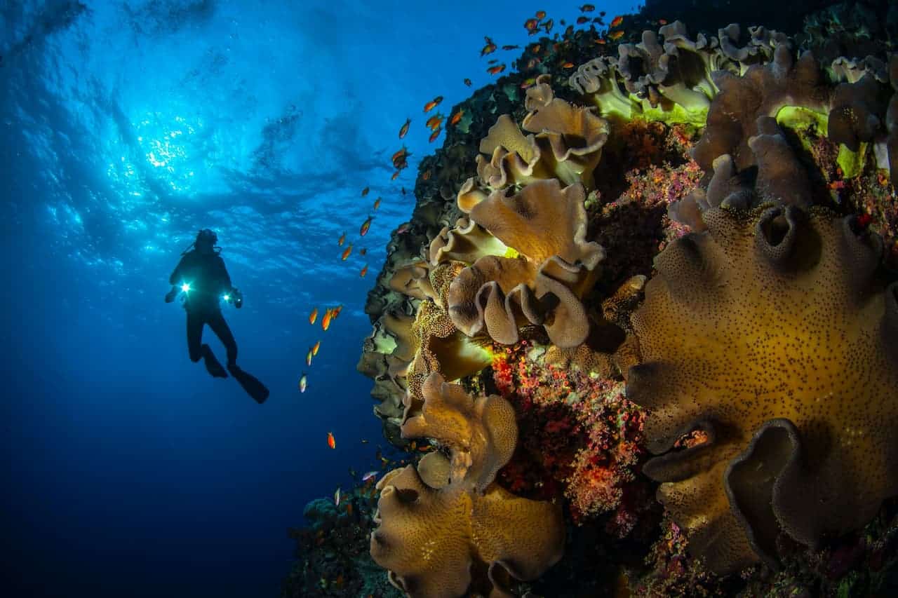 Immersive Aquatic Adventures Exploring Israel's Red Sea Dead Sea and Ancient Caesarea Through Diving and Swimming