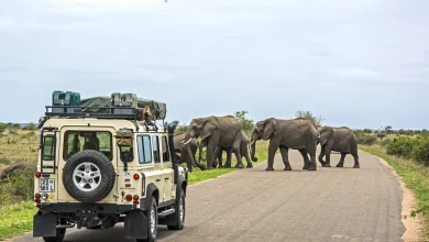 Safari Wonders