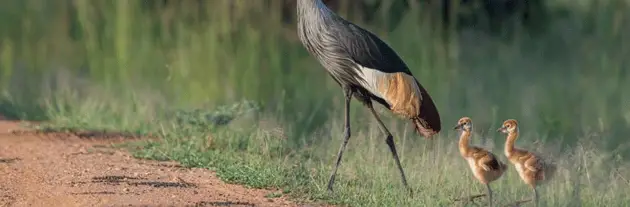 Flatdogs Camp - New Year always brings new life with baby elephants, baby impalas and baby birds such as these Crowned Cranes.