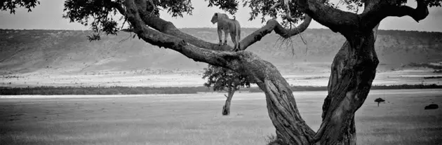 Great Plains Conservation - Scanning the plains for the next wave of the Great Migration.