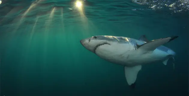 South Africa’s Great White Sharks | Tourism Tattler
