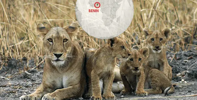 Benin Pendjari Park Lion