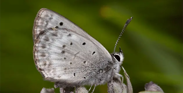 Blue Butterfly