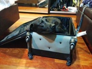 Bruno in a suitcase
