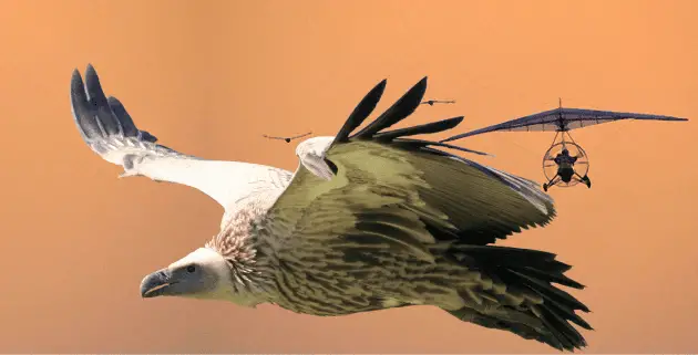 CONSERVATION Vultures and Aviation Header