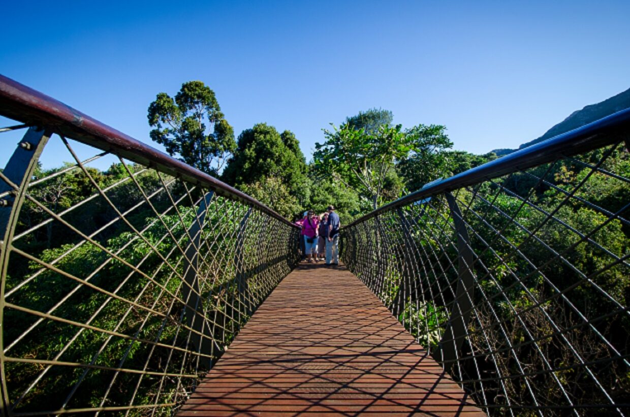 CTT Kirstenbosch Boomslang cLisa Burnell 12